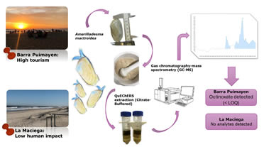Article: Incidence Study of Two UV Filters (Octocrylene and Octinoxate) and the Synthetic Fragrance Galaxolide in Commercial Yellow Clam (Amarilladesma mactroides)