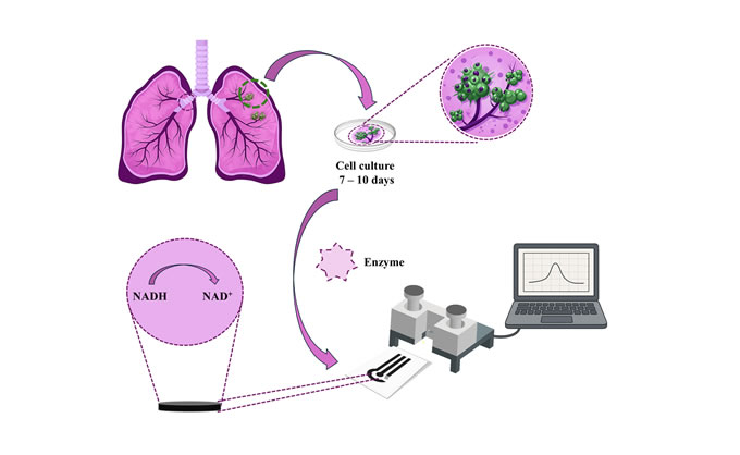 Article: Electrochemical Monitoring of Cell Death in Lung Cancer-Derived Spheroids Using Lab-Fabricated Sensors